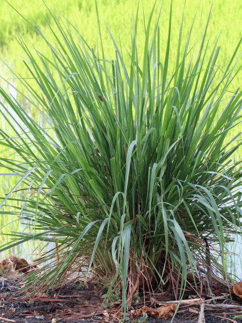 Lemon Grass / Sharapunka