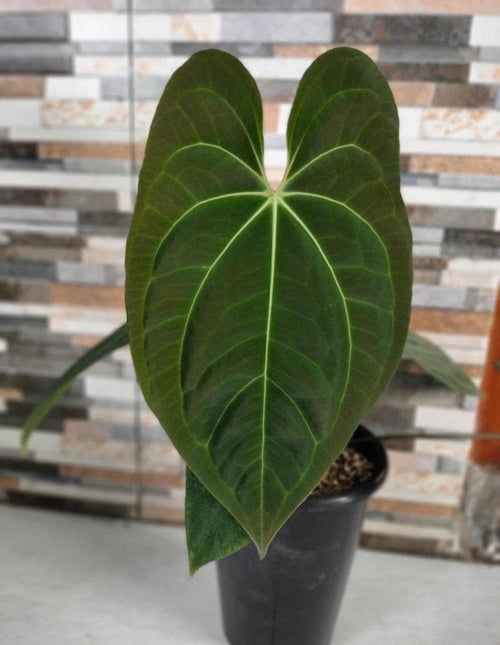 Anthurium Dark Phoenix alternate view