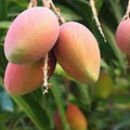 premium Combo. One premium mango free.