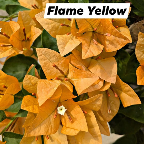 Flame Yellow