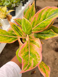 Aglaonema Thai