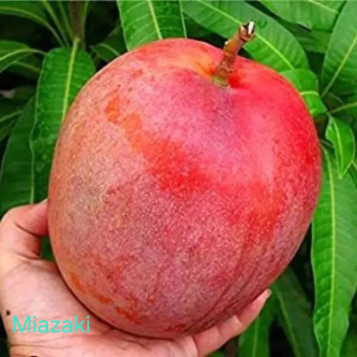 Mango premium Combo. One premium mango free.