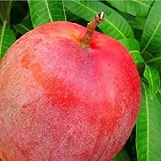 premium Combo. One premium mango free.