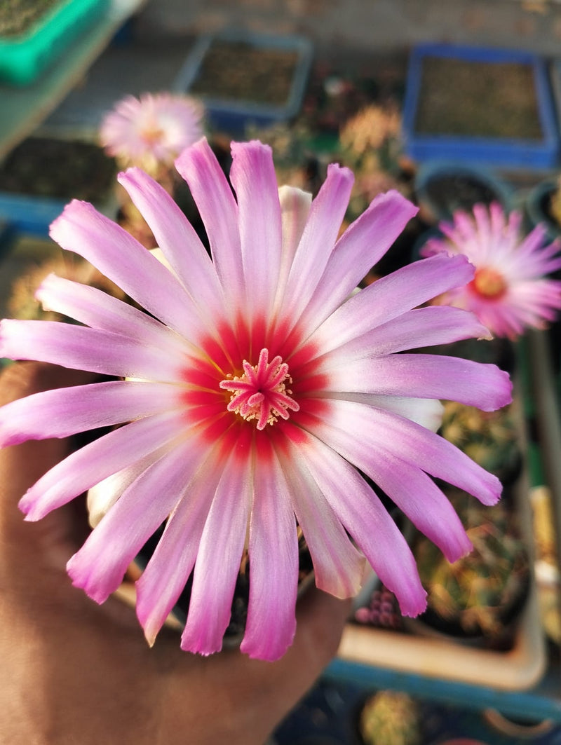 Thelocactus bicolor – The Glorious Texas Ball Cactus