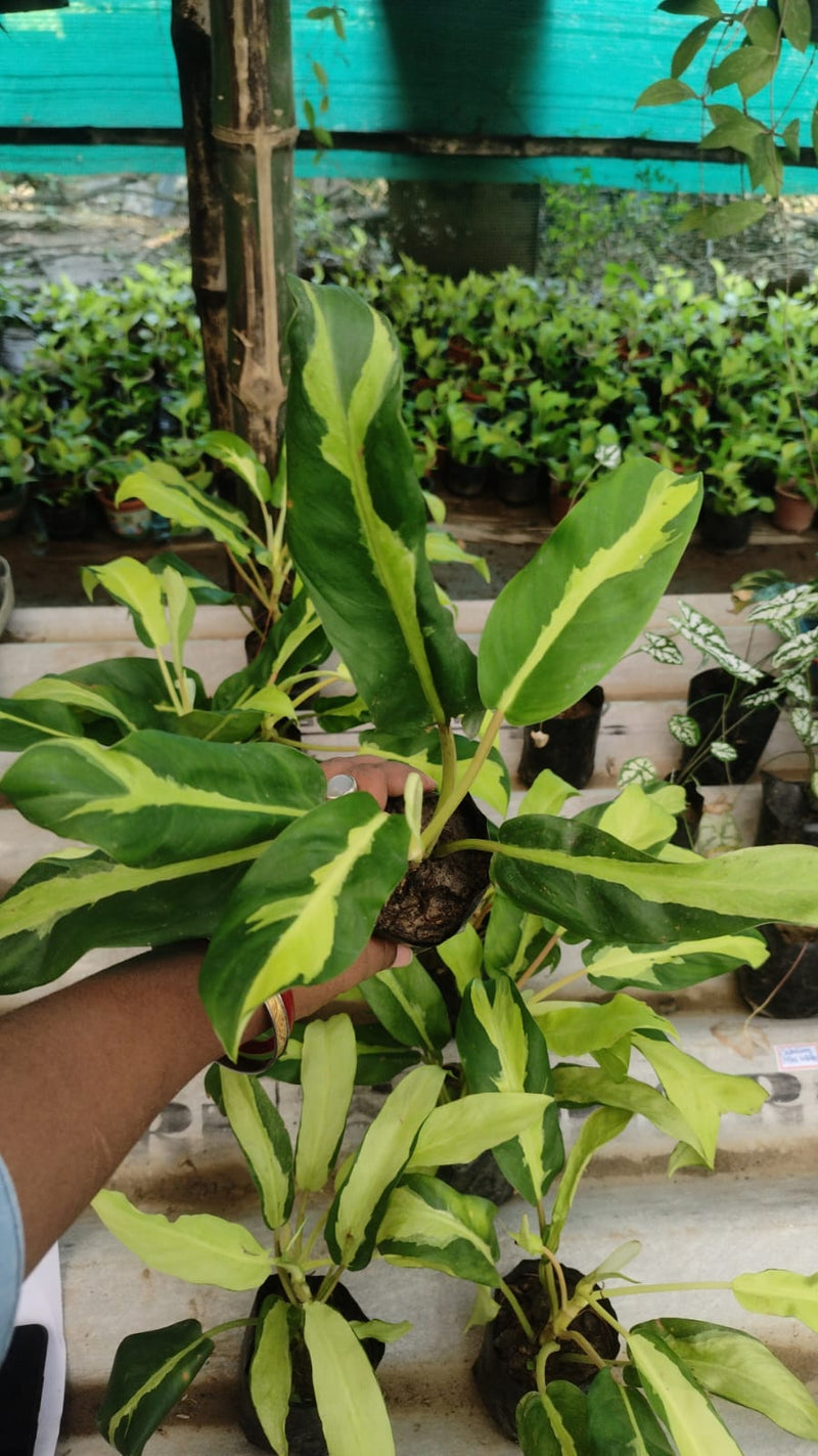 Philodendron Thai Sunrise