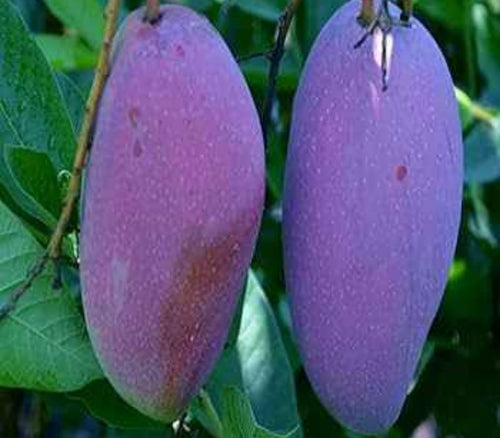 Nam Dokmai Simong Mango