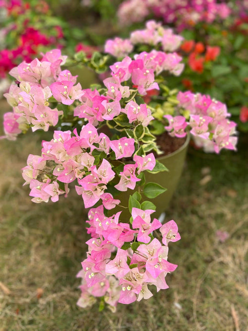 Guifie / Thai delight Variegated