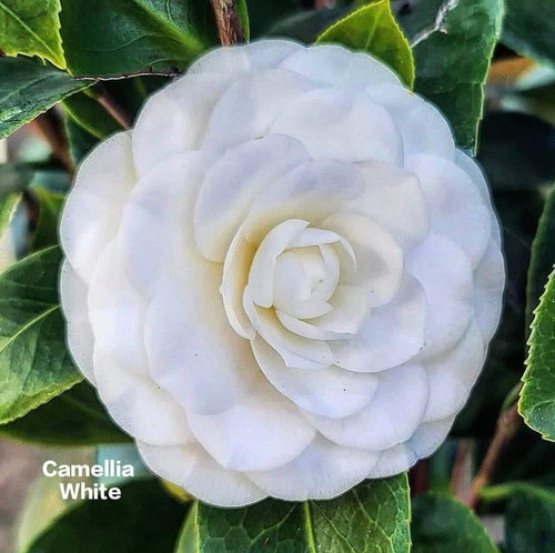 Camelia healthy plant pack of 3