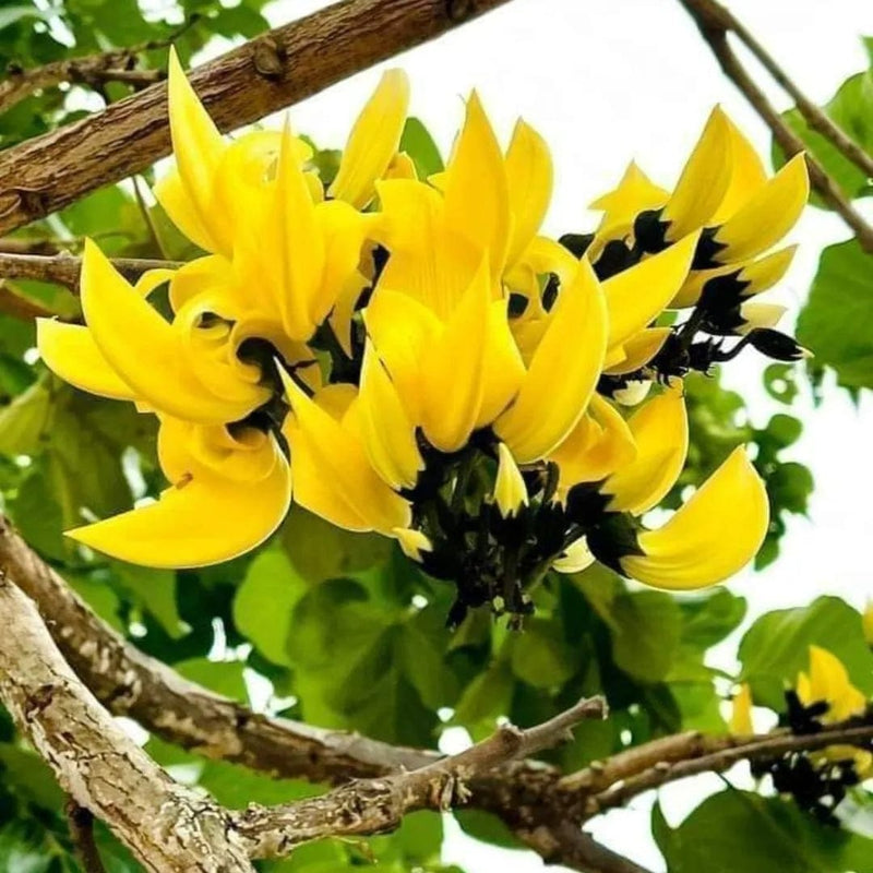 Yellow Palash (Seed Grown)