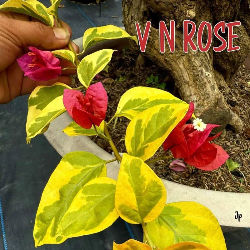 VN Rose