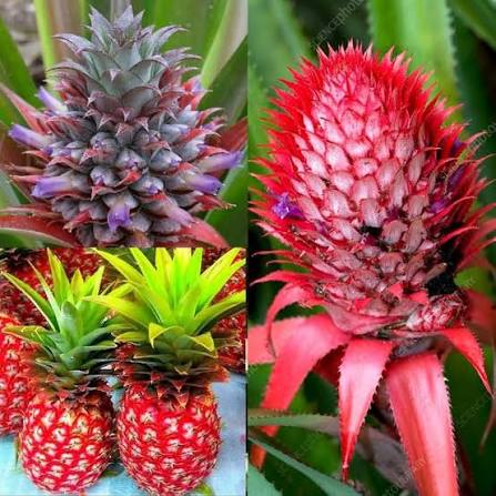 Red pineapple Thai varaity