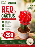 Red Moon Cactus