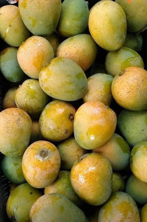 Himsagar,langra,golapkhas,subarnarekha,Choudhary Combo