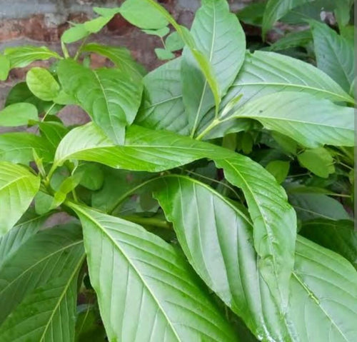Lal Basok