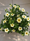 Buttercup (Outdoor Plant)