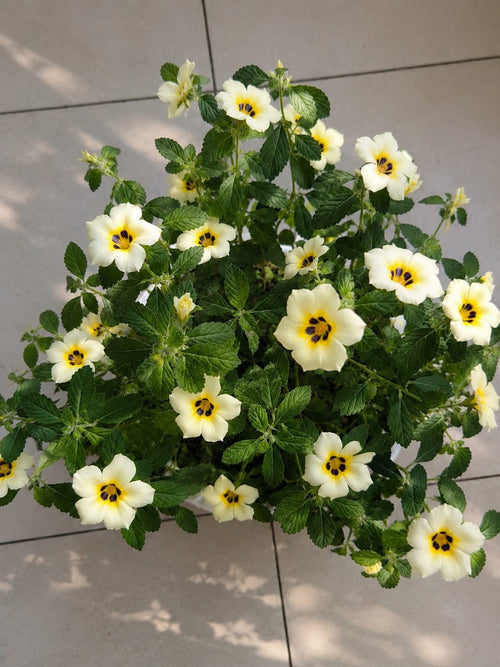 Buttercup (Outdoor Plant)