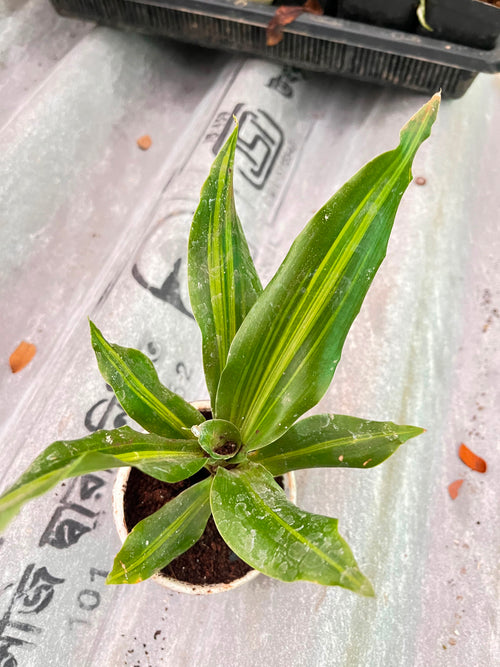 Dracaena Darasingh alternate view