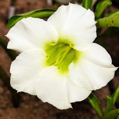 Angel Bloom