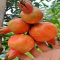 Maxican m2 anar suprime