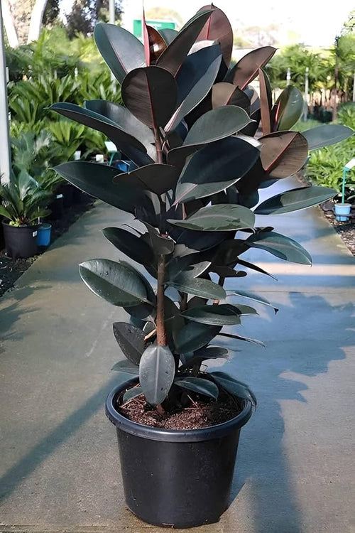 Rubber Plant (Black)