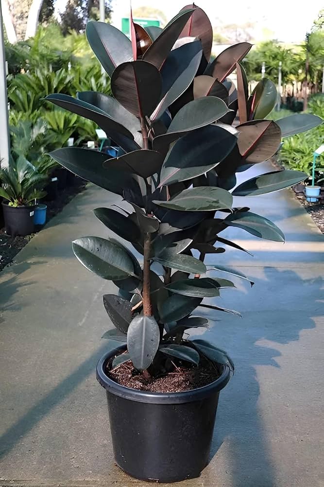 Rubber Plant (Black)