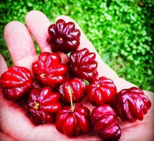 Red Suriname
