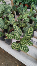 Calathea (Prayer Plant)