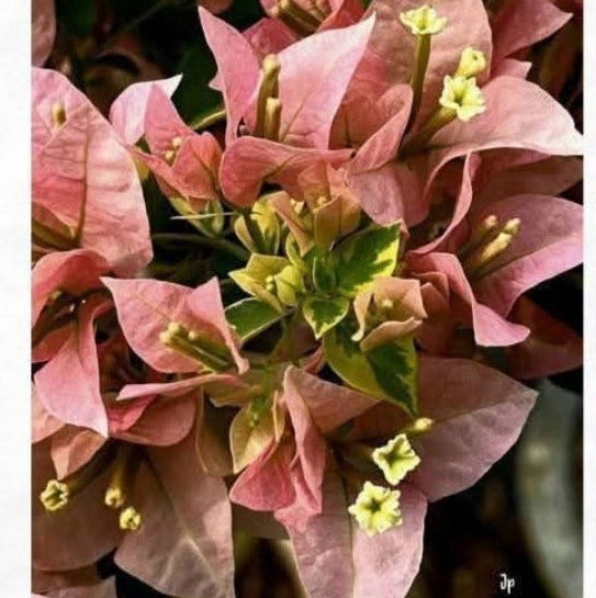 B Gojes Variegated
