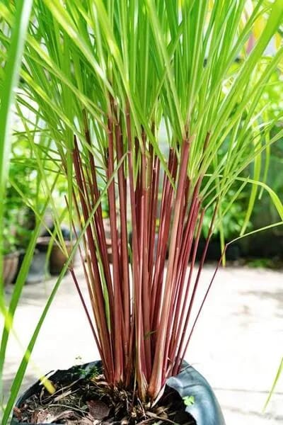 Citronella