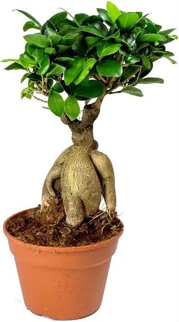 Ficus Bonsai