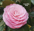 Camelia healthy plant pack of 3