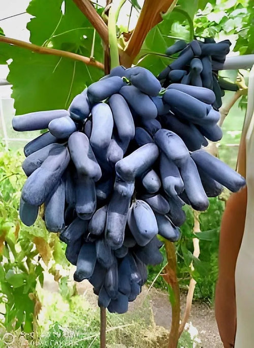 Academic Black grapes alternate view