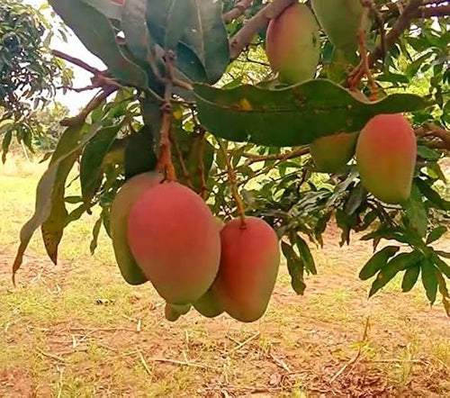 Pusa Surya mango original alternate view