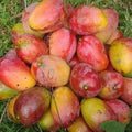 Himsagar,langra,golapkhas,subarnarekha,Choudhary Combo