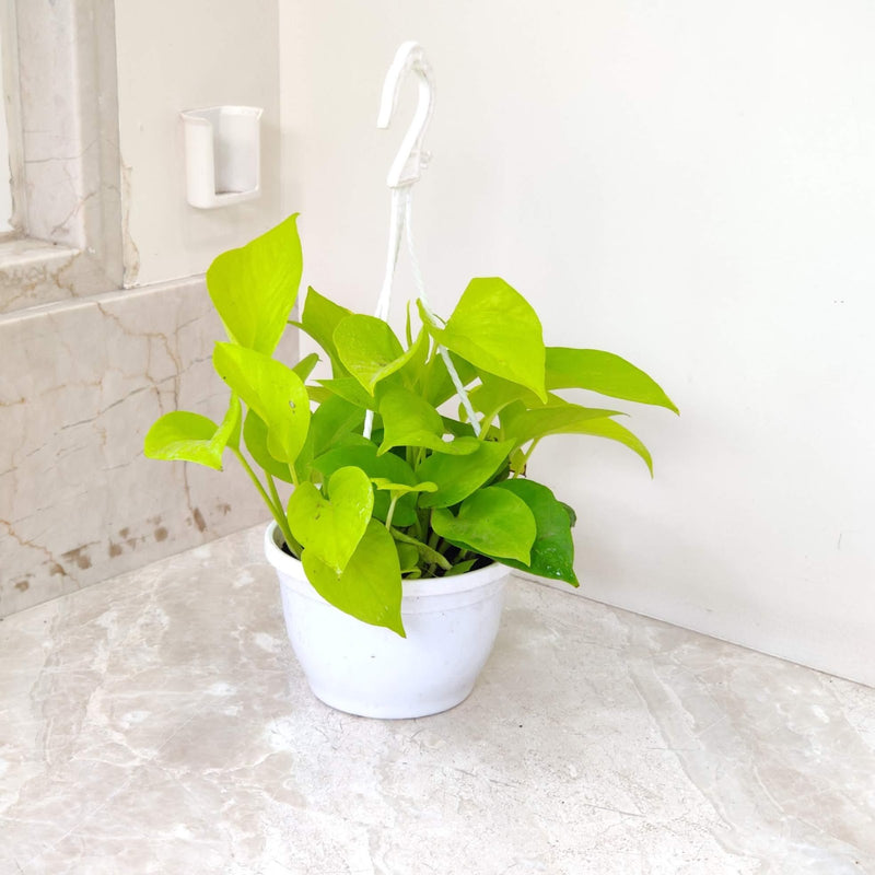 Golden Money Plant 15 cm Hanging