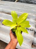 Philodendron Ceylon Golden