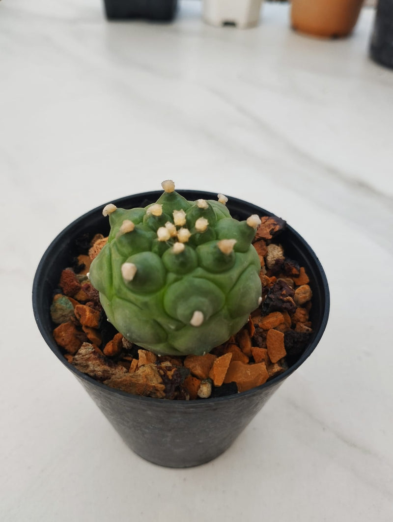 Astrophytum asterias cv. Turtle