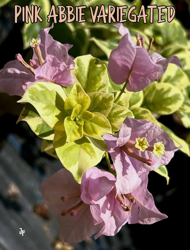 Pink Abby Variegated