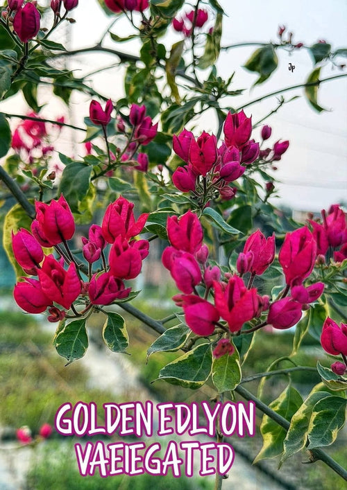 Golden Edllyon Variegated