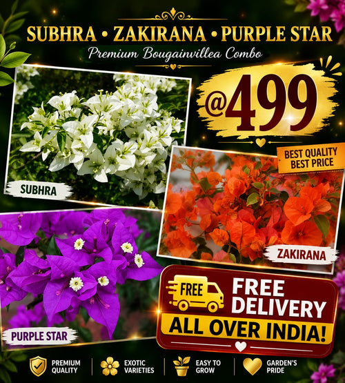 Free Delivery Combo 2
