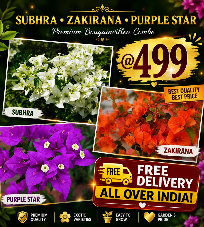 Free Delivery Combo 2