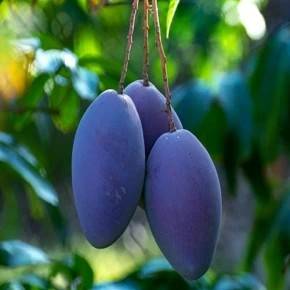 Kasturi Black mango grafted alternate view