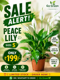 Peace lily (S)