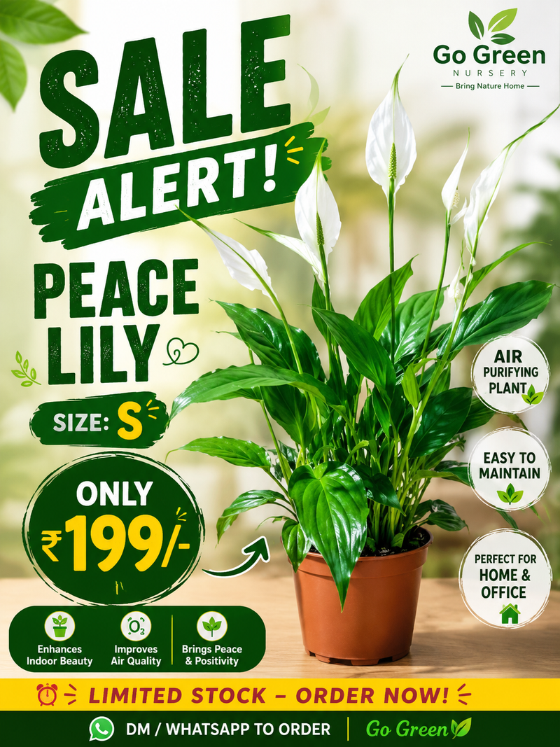 Peace lily (S)