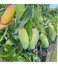 Austen gold mango