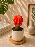 Orange Moon Cactus