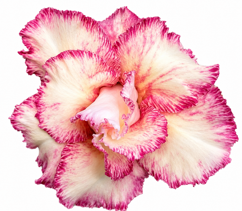 Floral Magic