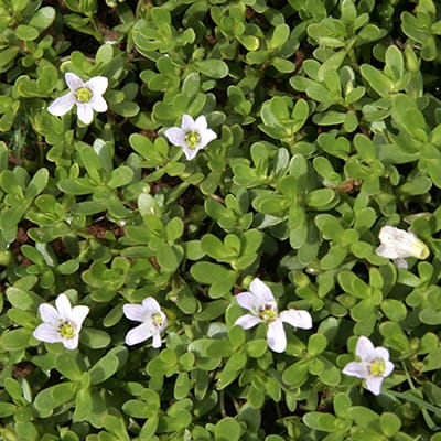 Brahmi