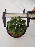 Gymnocalycium mihanovichii inermis