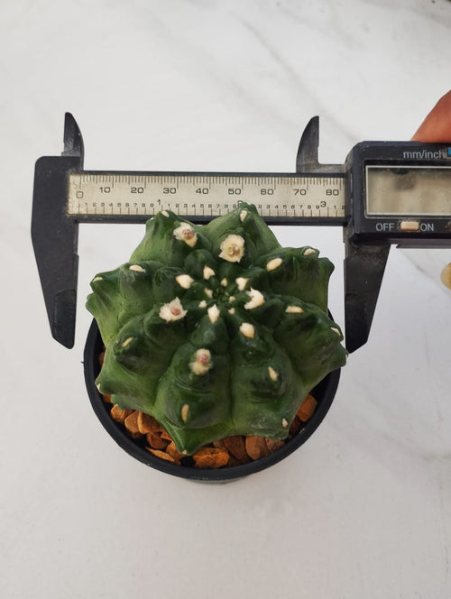 Gymnocalycium mihanovichii inermis alternate view